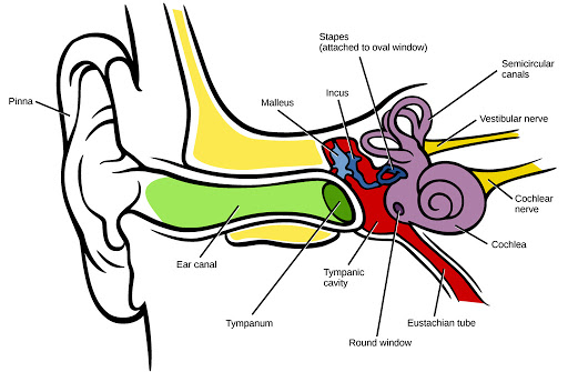 bebek kulak anatomisi